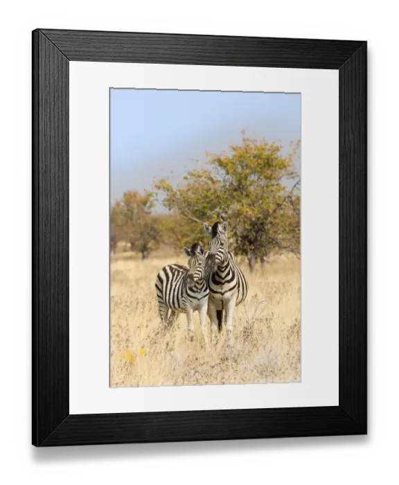 Framed Print : Two Plains Zebras or Burchells Zebras -Equus quagga burchelli-, mother and foal, standing next to each other in the dry bushland, Etosha National Park, Namibia Framed Print : Two Plains Zebras or Burchells Zebras -Equus quagga burchelli-, mother and foal, standing next to each other in the dry bushland, Etosha National Park, Namibia