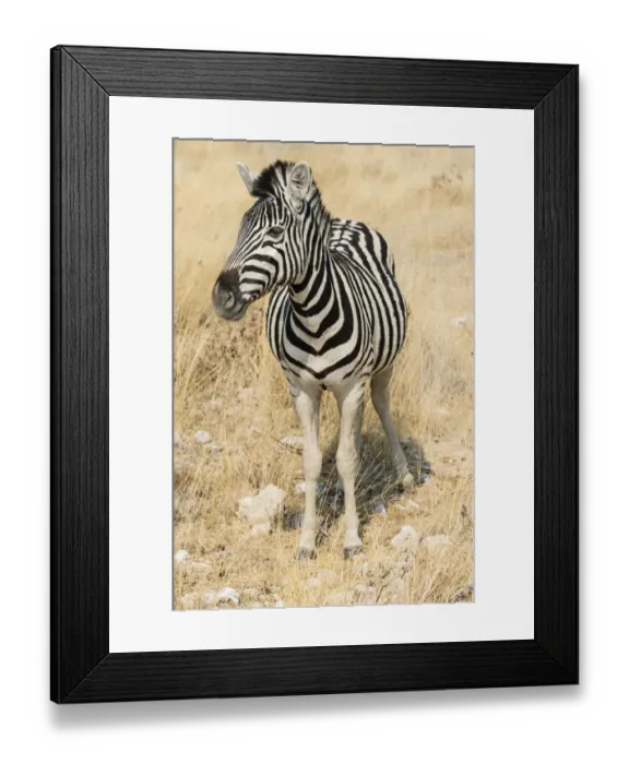 Framed Print : Plains Zebra or Burchells Zebra -Equus quagga burchelli- in bushland, Etosha National Park, Namibia Framed Print : Plains Zebra or Burchells Zebra -Equus quagga burchelli- in bushland, Etosha National Park, Namibia