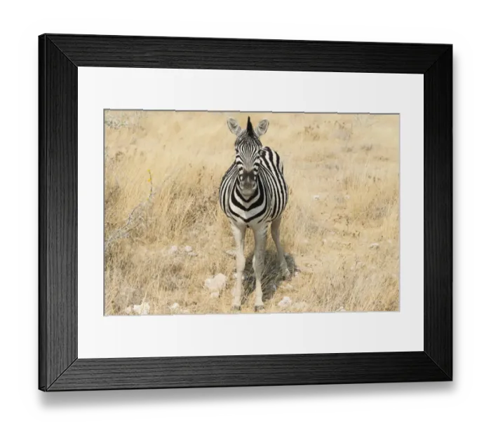 Framed Print : Plains Zebra or Burchells Zebra -Equus quagga burchelli- in bushland, Etosha National Park, Namibia Framed Print : Plains Zebra or Burchells Zebra -Equus quagga burchelli- in bushland, Etosha National Park, Namibia