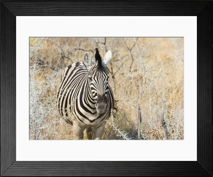 Framed Print : Plains Zebra or Burchells Zebra -Equus quagga burchelli- in bushland, Etosha National Park, Namibia Framed Print : Plains Zebra or Burchells Zebra -Equus quagga burchelli- in bushland, Etosha National Park, Namibia