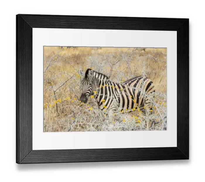 Framed Print : Plains Zebra or Burchells Zebra -Equus quagga burchelli- in bushland, Etosha National Park, Namibia Framed Print : Plains Zebra or Burchells Zebra -Equus quagga burchelli- in bushland, Etosha National Park, Namibia