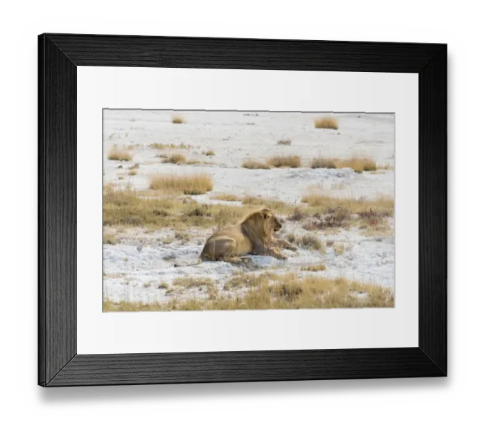 Framed Print : Lion -Panthera leo-, male lion resting with a full stomach on the edge of the Etosha salt pan, Etosha National Park, Namibia Framed Print : Lion -Panthera leo-, male lion resting with a full stomach on the edge of the Etosha salt pan, Etosha National Park, Namibia