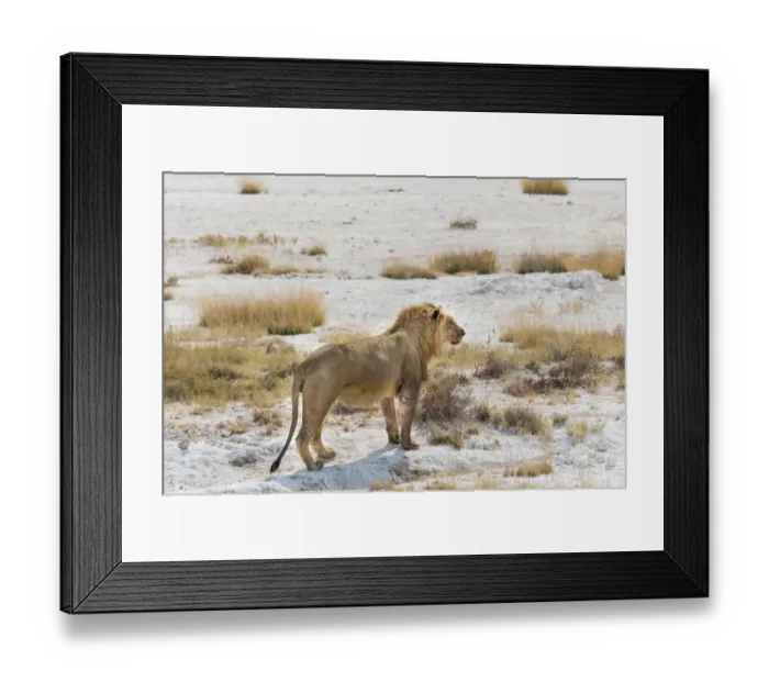 Framed Print : Lion -Panthera leo-, male with a full stomach standing on the edge of the Etosha salt pan, Etosha National Park, Namibia Framed Print : Lion -Panthera leo-, male with a full stomach standing on the edge of the Etosha salt pan, Etosha National Park, Namibia