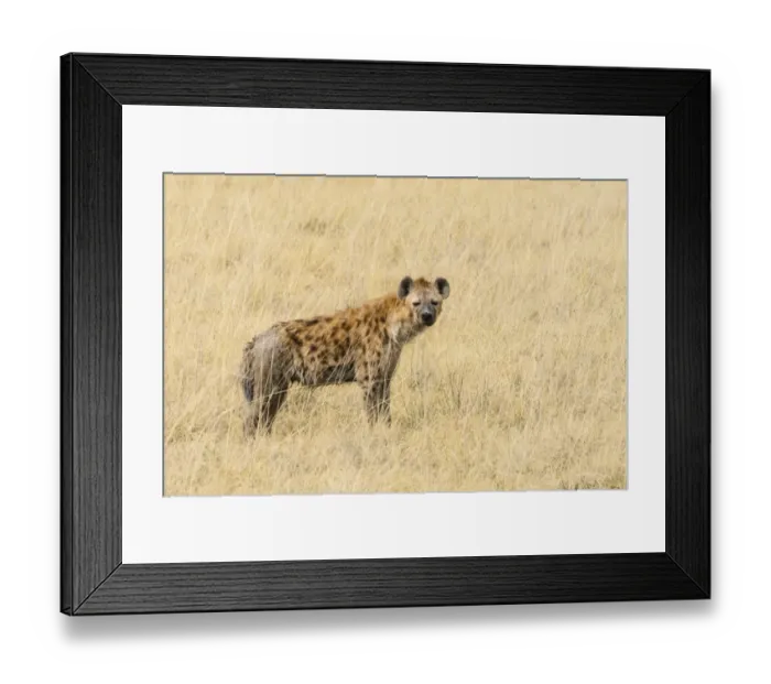 Framed Print : Spotted Hyena -Crocuta crocuta- standing in dry grass, Etosha National Park, Namibia Framed Print : Spotted Hyena -Crocuta crocuta- standing in dry grass, Etosha National Park, Namibia