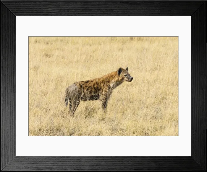 Framed Print : Spotted Hyena -Crocuta crocuta- standing in dry grass, Etosha National Park, Namibia Framed Print : Spotted Hyena -Crocuta crocuta- standing in dry grass, Etosha National Park, Namibia