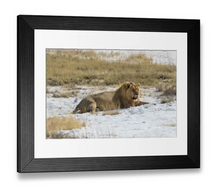 Framed Print : Lion -Panthera leo-, male lion resting with a full stomach on the edge of the Etosha salt pan, Etosha National Park, Namibia Framed Print : Lion -Panthera leo-, male lion resting with a full stomach on the edge of the Etosha salt pan, Etosha National Park, Namibia
