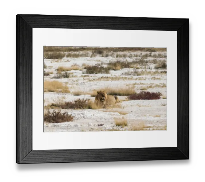 Framed Print : Lion -Panthera leo-, male lion resting with a full stomach on the edge of the Etosha salt pan, Etosha National Park, Namibia Framed Print : Lion -Panthera leo-, male lion resting with a full stomach on the edge of the Etosha salt pan, Etosha National Park, Namibia
