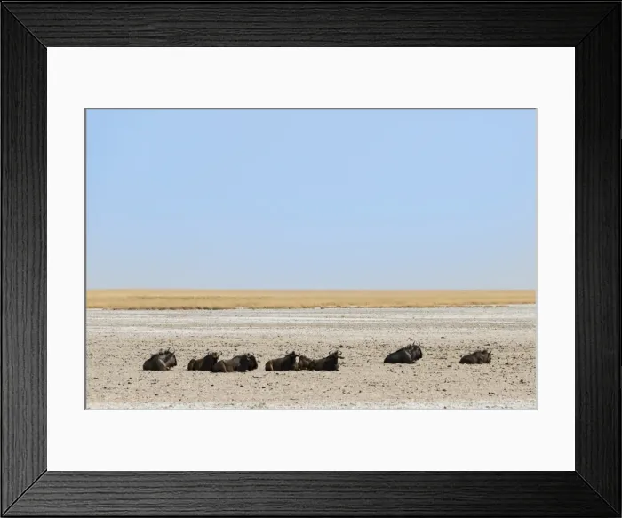 Framed Print : Blue Wildebeest -Connochaetes taurinus- lying in the midday heat, dried out waterhole at the edge of the Etosha Pan, Springbokfontein water hole, Etosha National Park, Namibia Framed Print : Blue Wildebeest -Connochaetes taurinus- lying in the midday heat, dried out waterhole at the edge of the Etosha Pan, Springbokfontein water hole, Etosha National Park, Namibia