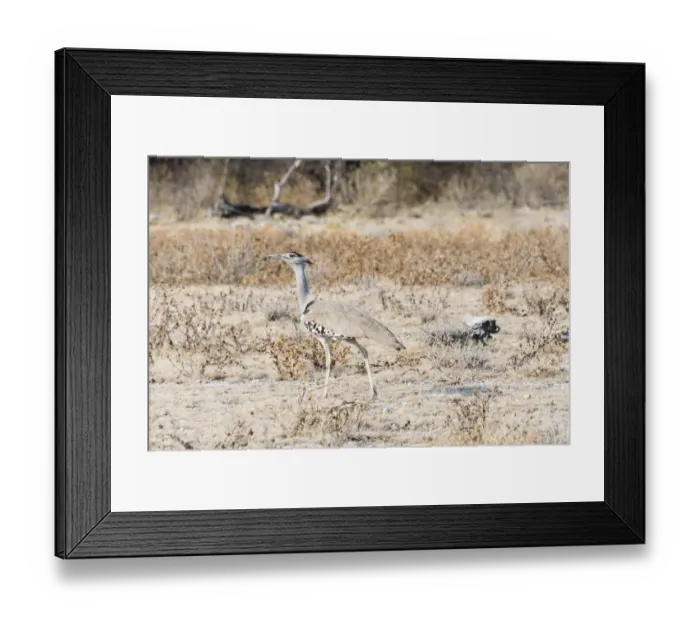 Framed Print : Kori Bustard -Ardeotis kori-, Etosha National Park, Namibia