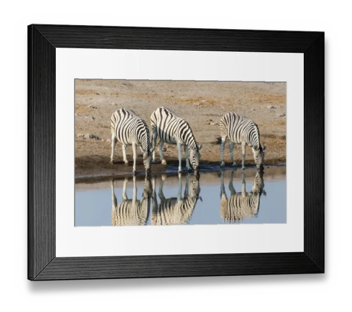 Framed Print : Burchells Zebras -Equus quagga burchellii-, reflection of three zebras whilst drinking at the Chudop waterhole, Etosha National Park, Namibia