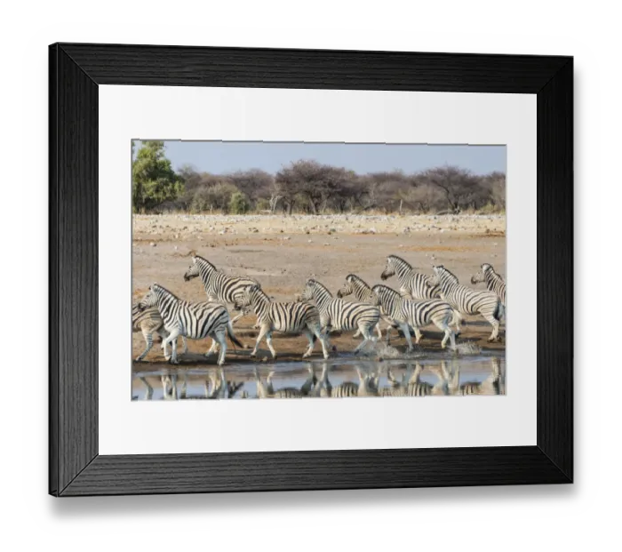 Framed Print : Burchells Zebras -Equus quagga burchellii-, herd fleeing from the Chudop waterhole, Etosha National Park, Namibia Framed Print : Burchells Zebras -Equus quagga burchellii-, herd fleeing from the Chudop waterhole, Etosha National Park, Namibia