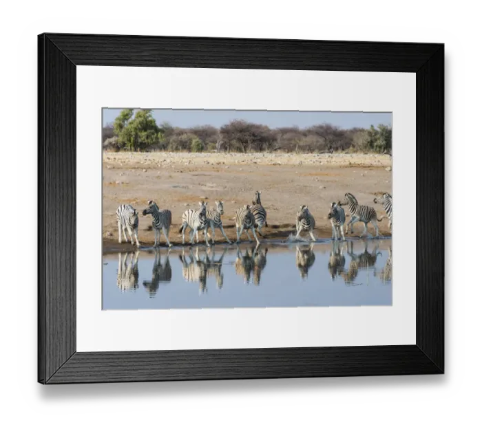 Framed Print : Burchells Zebras -Equus quagga burchellii-, herd panicking whilst drinking at the Chudop waterhole, Etosha National Park, Namibia Framed Print : Burchells Zebras -Equus quagga burchellii-, herd panicking whilst drinking at the Chudop waterhole, Etosha National Park, Namibia