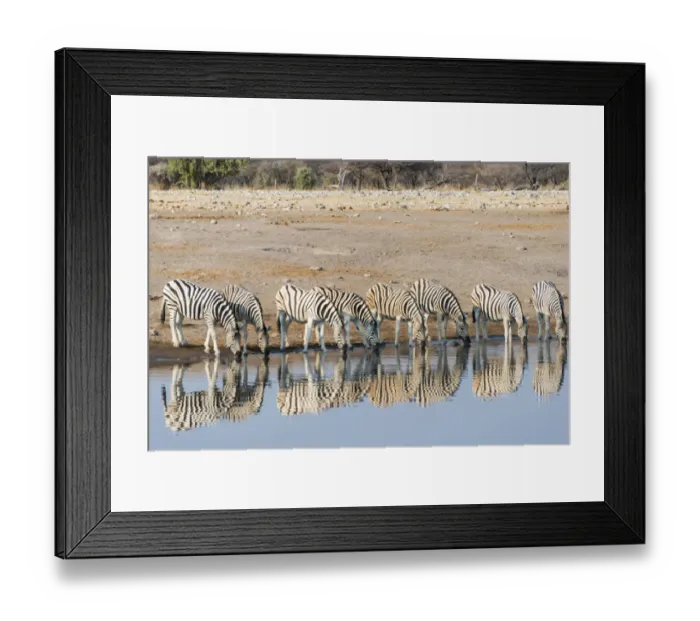 Framed Print : Burchells Zebras -Equus quagga burchellii-, reflection of herd whilst drinking at the Chudop waterhole, Etosha National Park, Namibia Framed Print : Burchells Zebras -Equus quagga burchellii-, reflection of herd whilst drinking at the Chudop waterhole, Etosha National Park, Namibia