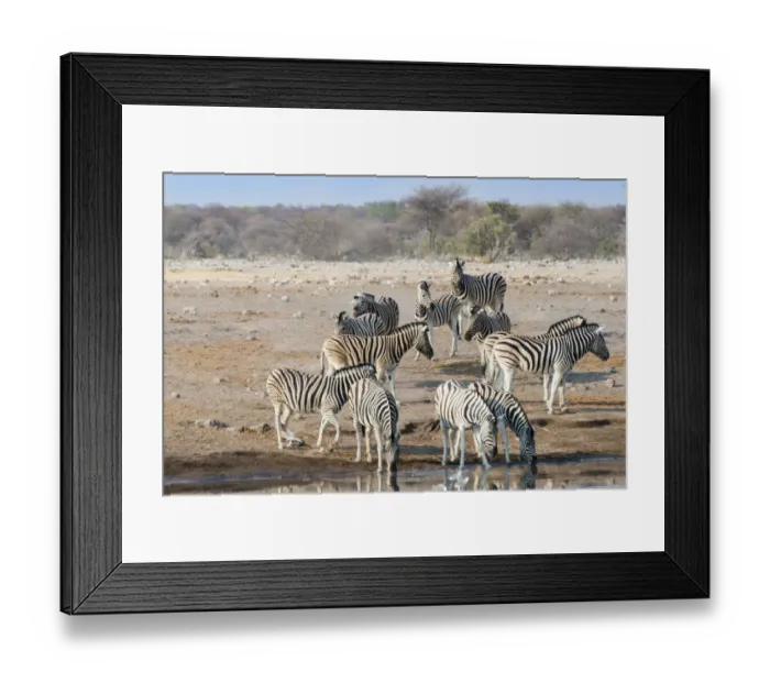 Framed Print : Burchells Zebras -Equus quagga burchellii-, herd drinking at the Chudop waterhole, Etosha National Park, Namibia Framed Print : Burchells Zebras -Equus quagga burchellii-, herd drinking at the Chudop waterhole, Etosha National Park, Namibia