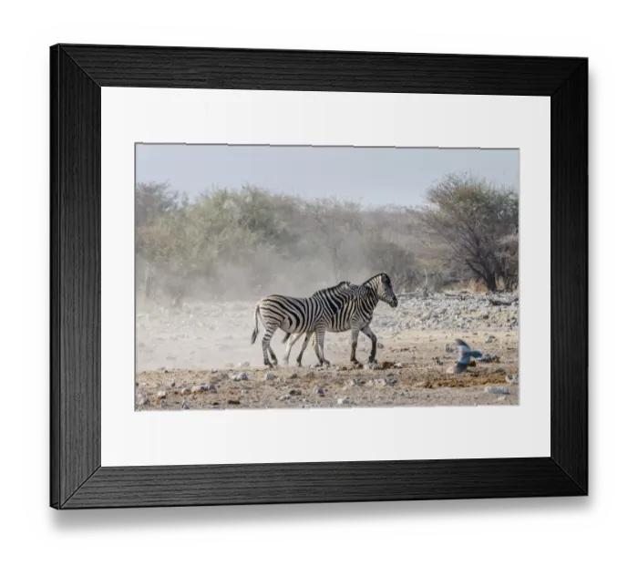 Framed Print : Two fighting Burchells Zebras, -Equus quagga burchellii-, Etosha National Park, Namibia Framed Print : Two fighting Burchells Zebras, -Equus quagga burchellii-, Etosha National Park, Namibia
