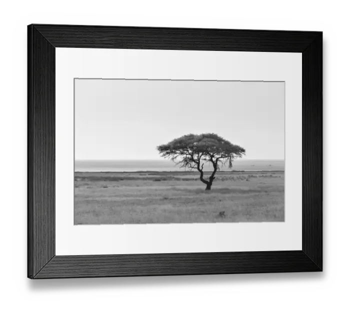 Framed Print : Acacia, in the back the Etosha Pan, Etosha National Park, Namibia Framed Print : Acacia, in the back the Etosha Pan, Etosha National Park, Namibia