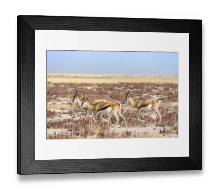 Framed Print : Groupe of springboks -Antidorcas marsupialis-, Etosha National Park, Namibia Framed Print : Groupe of springboks -Antidorcas marsupialis-, Etosha National Park, Namibia