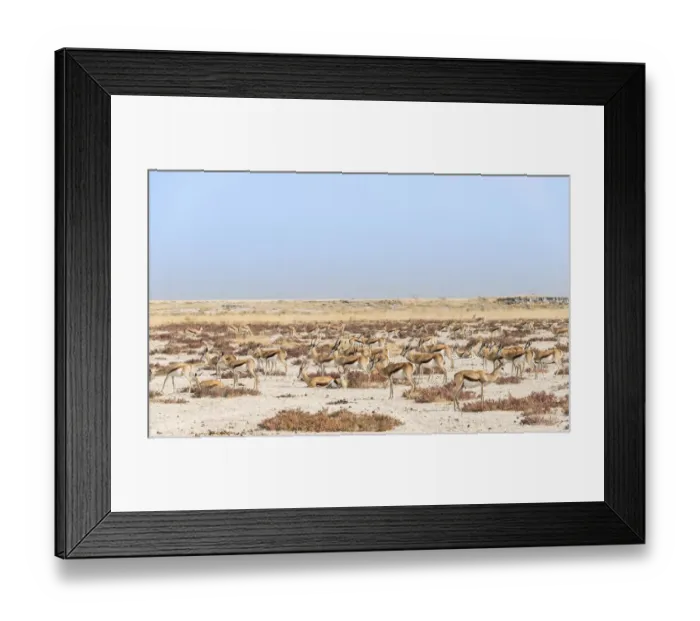 Framed Print : Herd of springboks -Antidorcas marsupialis-, Etosha National Park, Namibia Framed Print : Herd of springboks -Antidorcas marsupialis-, Etosha National Park, Namibia