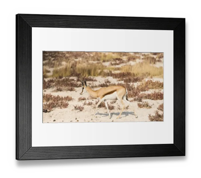 Framed Print : Springbok -Antidorcas marsupialis-, Etosha National Park, Namibia Framed Print : Springbok -Antidorcas marsupialis-, Etosha National Park, Namibia