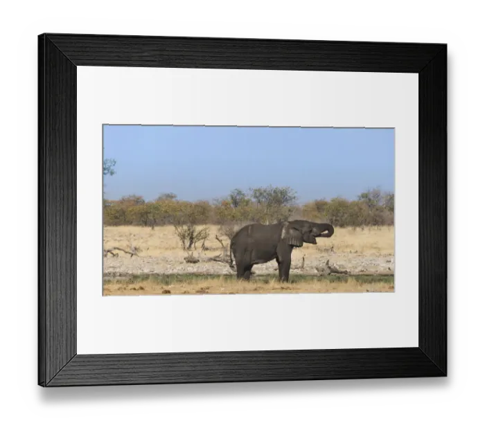 Framed Print : Young African Elephant -Loxodonta africana- drinking, Rietfontein waterhole, Etosha National Park, Namibia Framed Print : Young African Elephant -Loxodonta africana- drinking, Rietfontein waterhole, Etosha National Park, Namibia