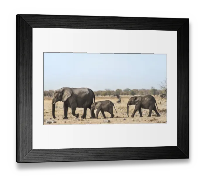 Framed Print : African Elephants -Loxodonta africana-, after bathing, Etosha National Park, Namibia Framed Print : African Elephants -Loxodonta africana-, after bathing, Etosha National Park, Namibia