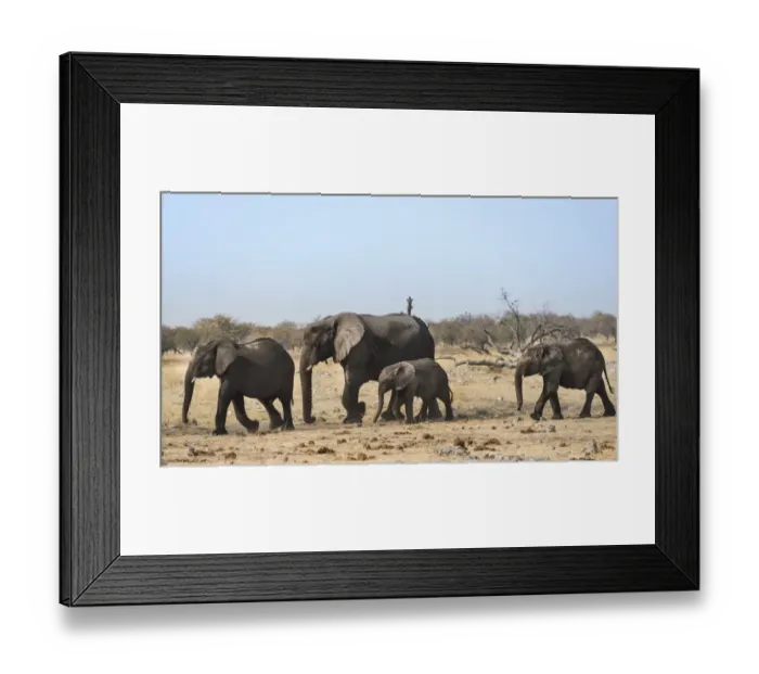 Framed Print : African Elephants -Loxodonta africana-, after bathing, Etosha National Park, Namibia Framed Print : African Elephants -Loxodonta africana-, after bathing, Etosha National Park, Namibia