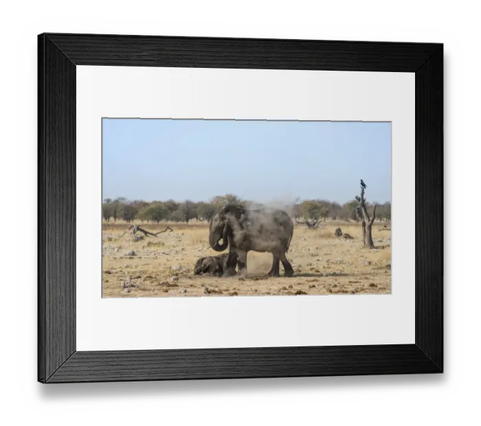Framed Print : African Elephant -Loxodonta africana- adult with playful calf taking a dust bath, Rietfontein waterhole, Etosha National Park, Namibia Framed Print : African Elephant -Loxodonta africana- adult with playful calf taking a dust bath, Rietfontein waterhole, Etosha National Park, Namibia