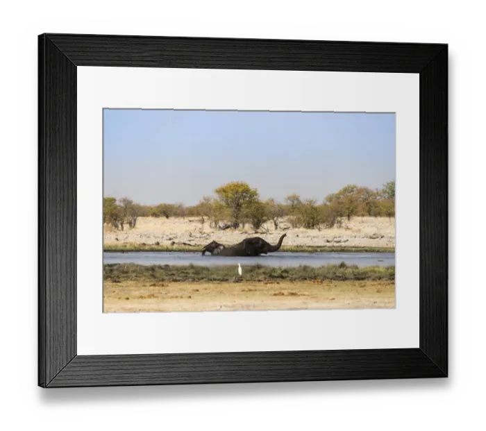 Framed Print : Two bathing African Elephants -Loxodonta africana- in the water, Rietfontein waterhole, Etosha National Park, Namibia