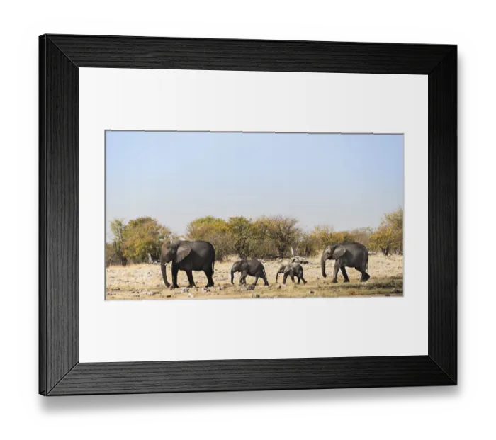 Framed Print : African Elephants -Loxodonta africana- with calf after swimming, Rietfontein waterhole, Etosha National Park, Namibia