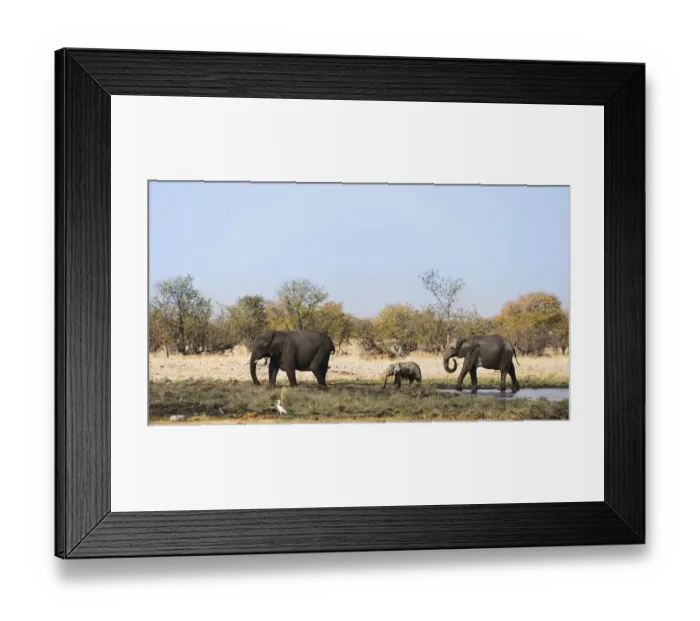 Framed Print : African Elephants -Loxodonta africana- with calf after swimming, Rietfontein waterhole, Etosha National Park, Namibia Framed Print : African Elephants -Loxodonta africana- with calf after swimming, Rietfontein waterhole, Etosha National Park, Namibia