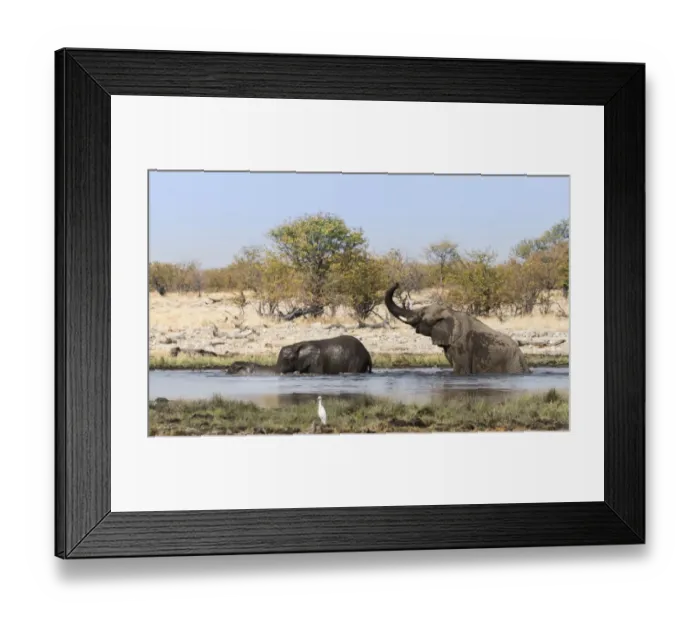 Framed Print : African Elephants -Loxodonta africana- with young bathing at the Rietfontein waterhole, Etosha National Park, Namibia Framed Print : African Elephants -Loxodonta africana- with young bathing at the Rietfontein waterhole, Etosha National Park, Namibia