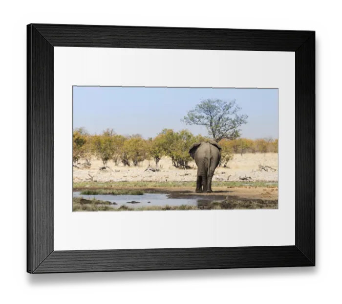 Framed Print : African Elephant -Loxodonta africana- from behind at the Rietfontein waterhole, Etosha National Park, Namibia Framed Print : African Elephant -Loxodonta africana- from behind at the Rietfontein waterhole, Etosha National Park, Namibia