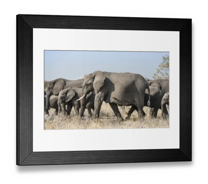 Framed Print : African elephant -Loxodonta africana-, herd, Etosha National Park, Namibia