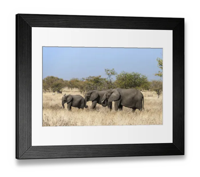 Framed Print : African Elephants -Loxodonta africana-, group with young moving through the dry grass, Etosha National Park, Namibia Framed Print : African Elephants -Loxodonta africana-, group with young moving through the dry grass, Etosha National Park, Namibia