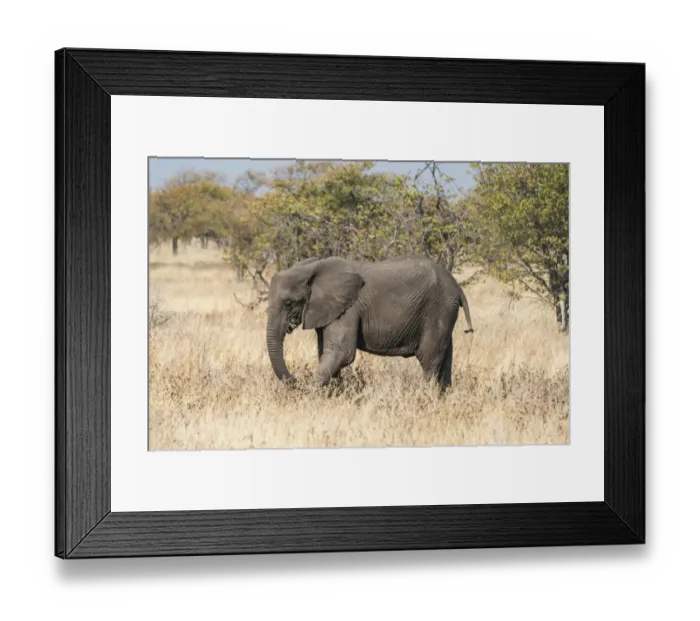 Framed Print : African Elephant -Loxodonta africana- feeding, Etosha National Park, Namibia Framed Print : African Elephant -Loxodonta africana- feeding, Etosha National Park, Namibia