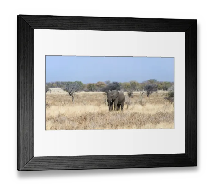Framed Print : Young African Elephant -Loxodonta africana- moves through dry bushland, Etosha National Park, Namibia Framed Print : Young African Elephant -Loxodonta africana- moves through dry bushland, Etosha National Park, Namibia
