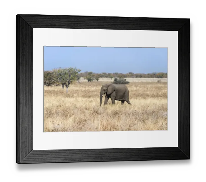Framed Print : Young African Elephant -Loxodonta africana- moves through dry bushland, Etosha National Park, Namibia Framed Print : Young African Elephant -Loxodonta africana- moves through dry bushland, Etosha National Park, Namibia
