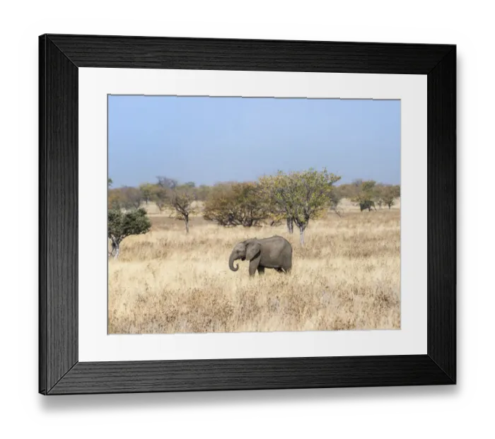 Framed Print : Young African Elephant -Loxodonta africana- moves through dry bushland, Etosha National Park, Namibia Framed Print : Young African Elephant -Loxodonta africana- moves through dry bushland, Etosha National Park, Namibia