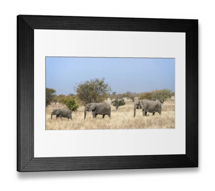 Framed Print : Three African Elephants -Loxodonta africana-, moving through the dry grass, Etosha National Park, Namibia Framed Print : Three African Elephants -Loxodonta africana-, moving through the dry grass, Etosha National Park, Namibia