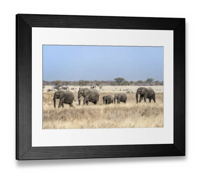 Framed Print : African Elephants -Loxodonta africana-, herd moving through the dry grass, Etosha National Park, Namibia Framed Print : African Elephants -Loxodonta africana-, herd moving through the dry grass, Etosha National Park, Namibia