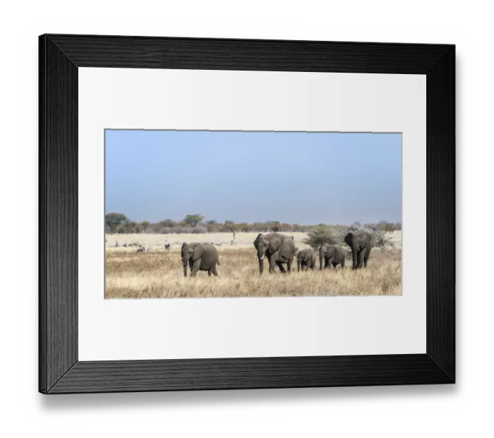 Framed Print : African Elephants -Loxodonta africana-, herd moving through the dry grass, Etosha National Park, Namibia Framed Print : African Elephants -Loxodonta africana-, herd moving through the dry grass, Etosha National Park, Namibia