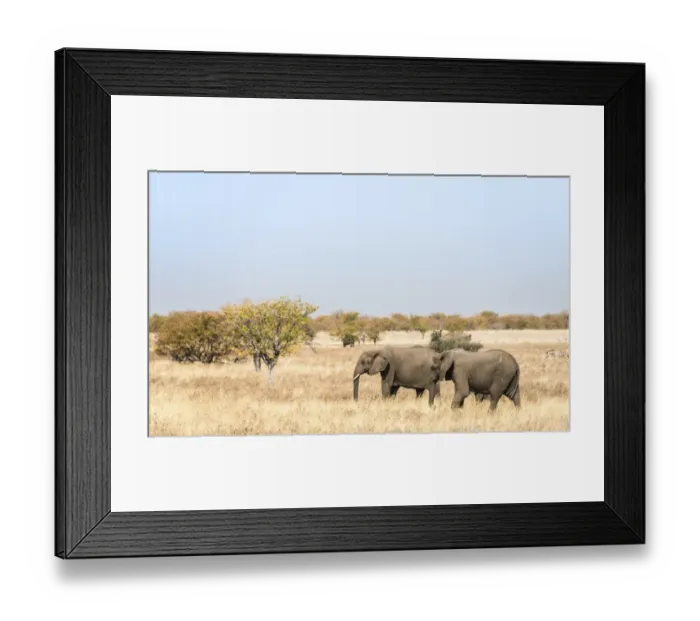 Framed Print : African Elephants -Loxodonta africana-, group moving through the dry grass, Etosha National Park, Namibia Framed Print : African Elephants -Loxodonta africana-, group moving through the dry grass, Etosha National Park, Namibia
