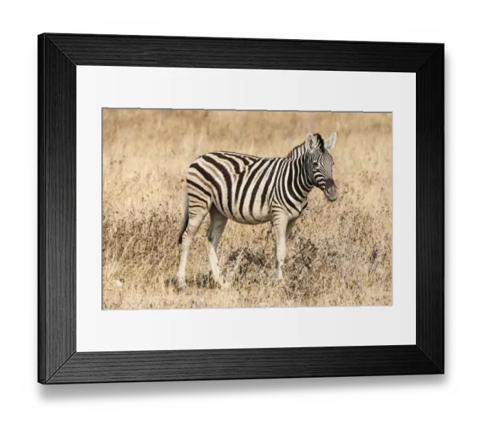 Framed Print : Young Burchells Zebra -Equus quagga burchellii-, Etosha National Park, Namibia Framed Print : Young Burchells Zebra -Equus quagga burchellii-, Etosha National Park, Namibia