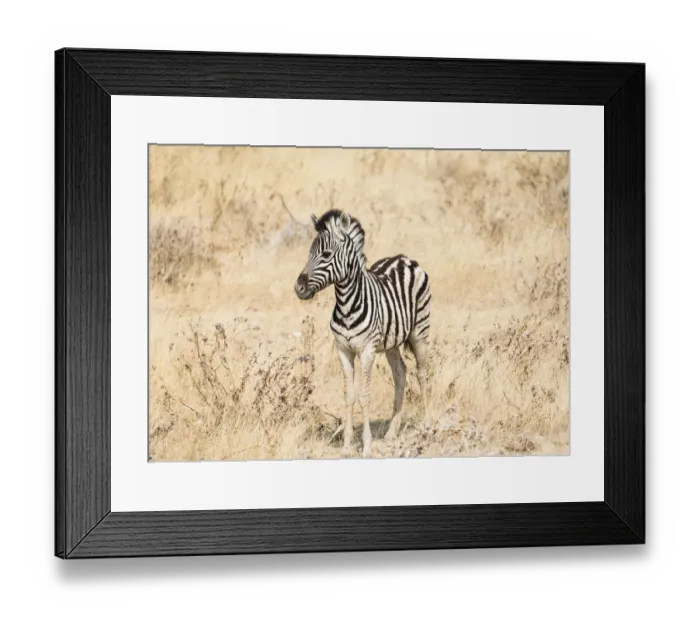 Framed Print : Young Burchells Zebra -Equus quagga burchellii- standing in the dry bush, Etosha National Park, Namibia