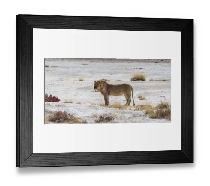 Framed Print : Lion -Panthera leo-, male standing at the edge of the Etosha Pan, Etosha National Park, Namibia Framed Print : Lion -Panthera leo-, male standing at the edge of the Etosha Pan, Etosha National Park, Namibia