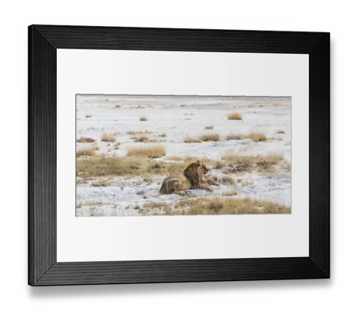 Framed Print : Lion -Panthera leo-, gorged male lying on the edge of the Etosha Pan, Etosha National Park, Namibia