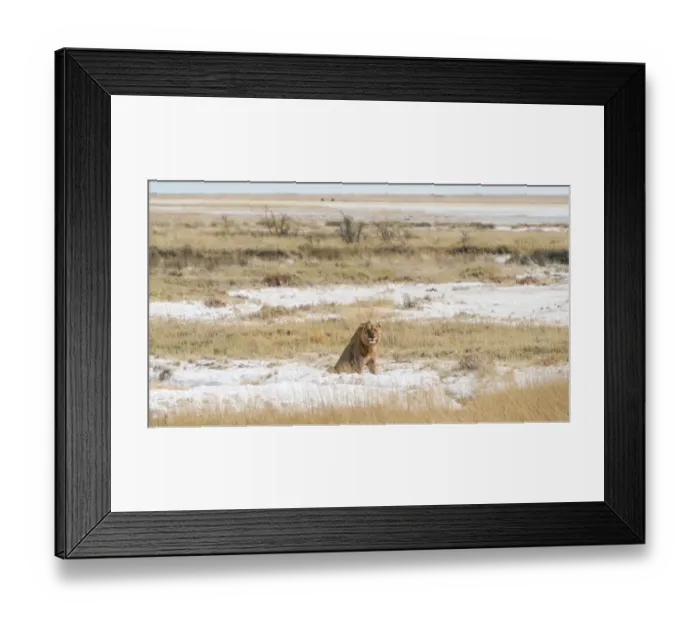 Framed Print : Lion -Panthera leo-, male sitting on the edge of the Etosha Pan, Etosha National Park, Namibia Framed Print : Lion -Panthera leo-, male sitting on the edge of the Etosha Pan, Etosha National Park, Namibia