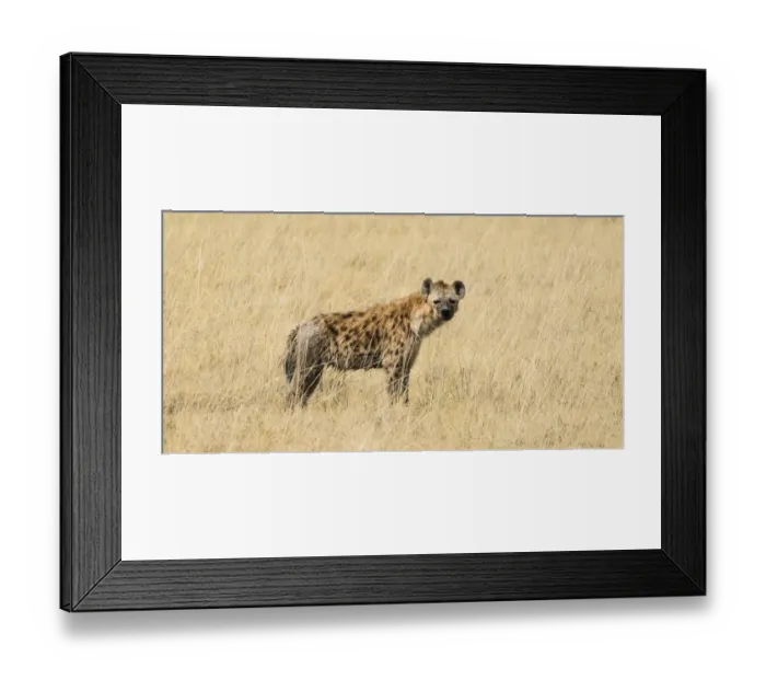 Framed Print : Spotted Hyena -Crocuta crocuta- walking through dry grass, Etosha National Park, Namibia Framed Print : Spotted Hyena -Crocuta crocuta- walking through dry grass, Etosha National Park, Namibia