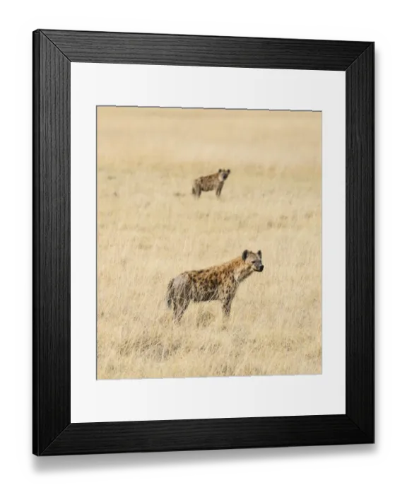 Framed Print : Spotted Hyenas -Crocuta crocuta- in the dry grass, Etosha National Park, Namibia