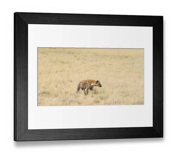 Framed Print : Spotted Hyena -Crocuta crocuta- walking through dry grass, Etosha National Park, Namibia Framed Print : Spotted Hyena -Crocuta crocuta- walking through dry grass, Etosha National Park, Namibia